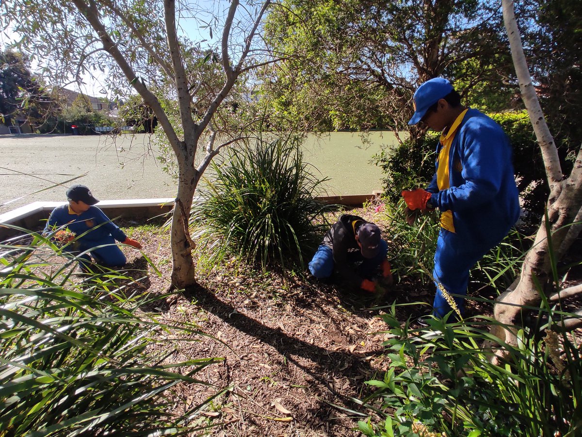 After all the rain our gardening team <a href="/LakembaPS/">Lakemba PS</a> is doing a great job ridding our gardens of weeds.