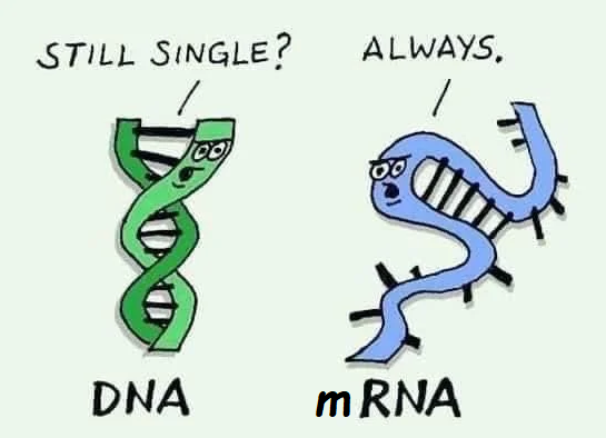DNA&RNA Universe 𝕏 (@dna_rna_uni) on Twitter photo 