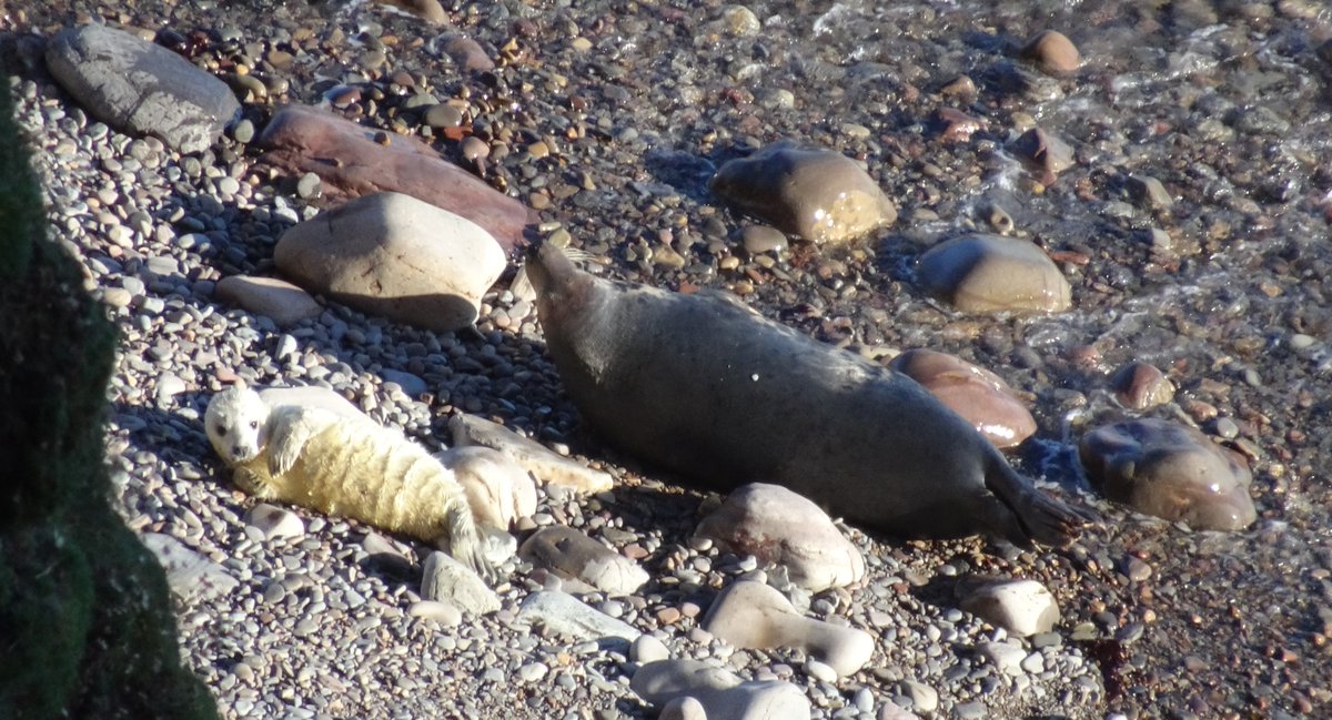 LD_Williamson's tweet photo. Look at these little cuties - Grey #seal mum &amp; pup at #DuncansbyHead https://t.co/XIlXxJkysE