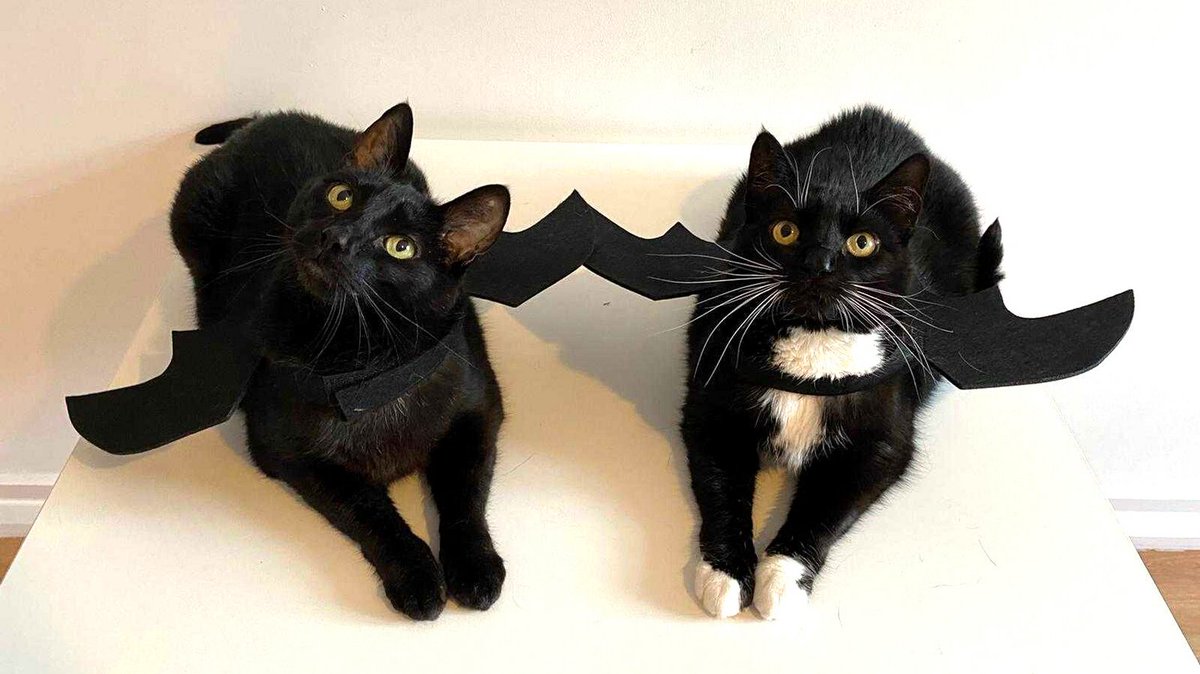 are they cats who look like bats or bats who look like cats? either way, i'm loving it 🎃
happy halloween from the puddy team!
#spookypets #halloween2022 #ukcats #petlover #catsitteruk