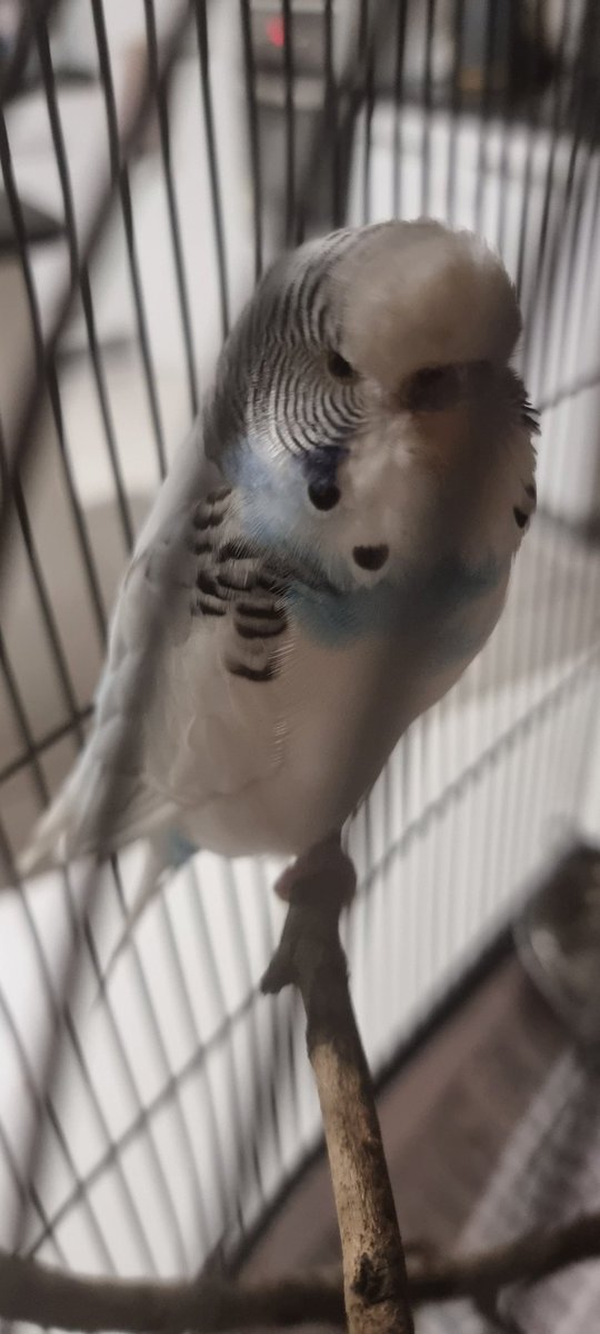 BIRD is the Word!! 
This little one was dropped off to us yesterday, was found in someone's driveway, poor thing! 
Until the owner claims it...
Any name suggestions for her?
