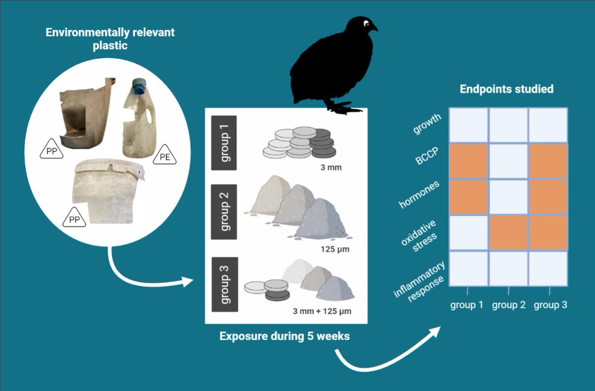 Laura Monclús (@laura_monclus) on Twitter photo Interested in how microplastic ingestion affect birds? Here it goes our new paper! Very happy that this work is finally out!
A big team work with <a href="/martiwag/">Mⓐrtin Wⓐgner</a>, <a href="/elianamcsmith/">Eliana McCann Smith</a>, T. Ciesielski & V. Jaspers
👉read it here: pubs.acs.org/doi/10.1021/ac… Interested in how microplastic ingestion affect birds? Here it goes our new paper! Very happy that this work is finally out!
A big team work with <a href="/martiwag/">Mⓐrtin Wⓐgner</a>, <a href="/elianamcsmith/">Eliana McCann Smith</a>, T. Ciesielski & V. Jaspers
👉read it here: pubs.acs.org/doi/10.1021/ac…
