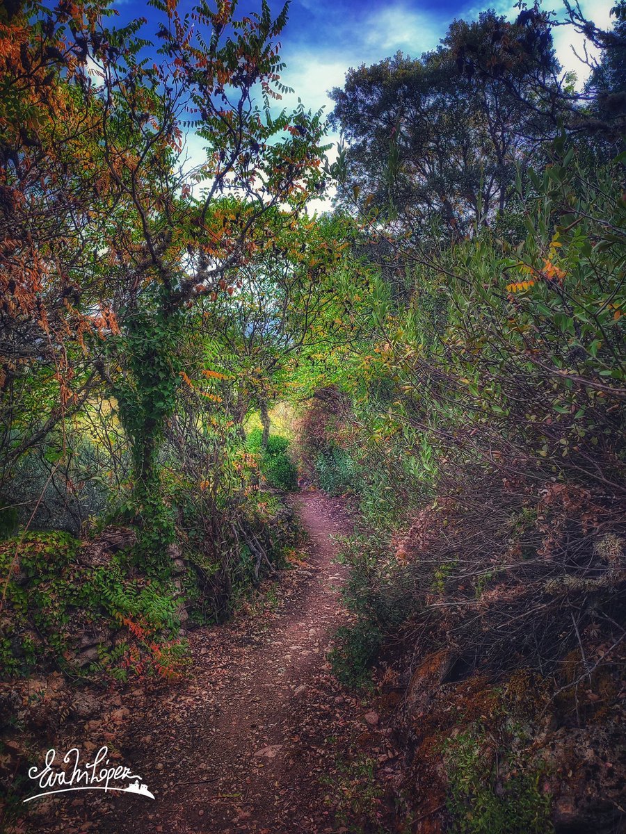 EvaM_Lopez's tweet photo. #PutoLunes pero no tanto... 🤔😵💫
#AlcaláLaReal #Jaén #Andalucía #Octubre #otoño🍁🍂 #JaénParaísoInterior #fotografía #paisaje #sendero #LosZumaques #vereda #camino #landscape #bosque #zumacal #naturaleza #zumaque #planta #rama #color #otoñal #árbol https://t.co/b7ip33FxKM