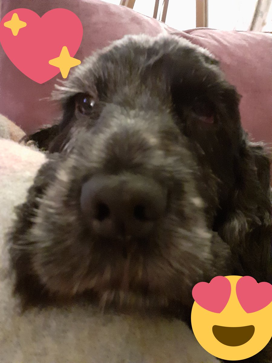 Camilla Higgins (@camillahh1) on Twitter photo Maisie would like to wish <a href="/ChukkaBennett/">Bolhaus Terriers</a> a very Happy Birthdayππππππ Maisie would like to wish <a href="/ChukkaBennett/">Bolhaus Terriers</a> a very Happy Birthdayππππππ