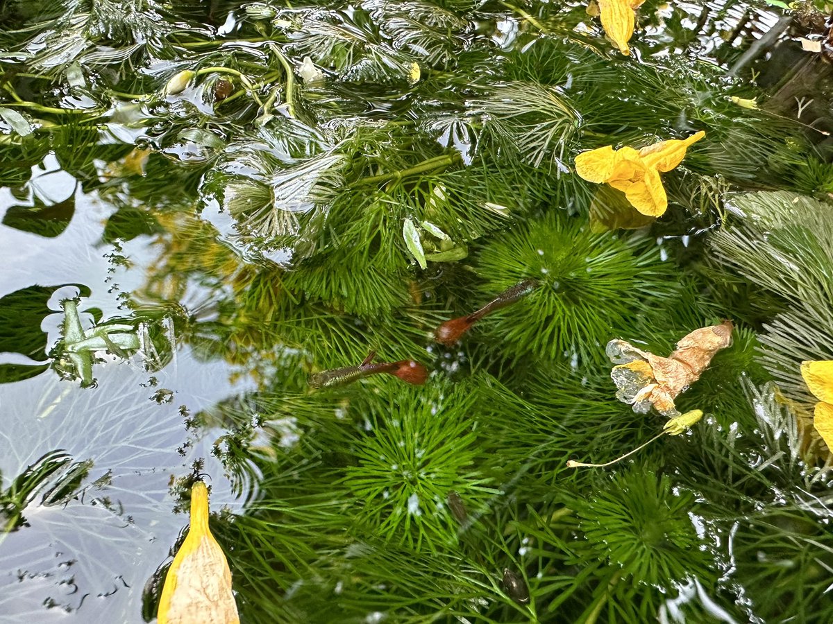 คือโอ่งนี่ขายคู่ปลาหรอครับ