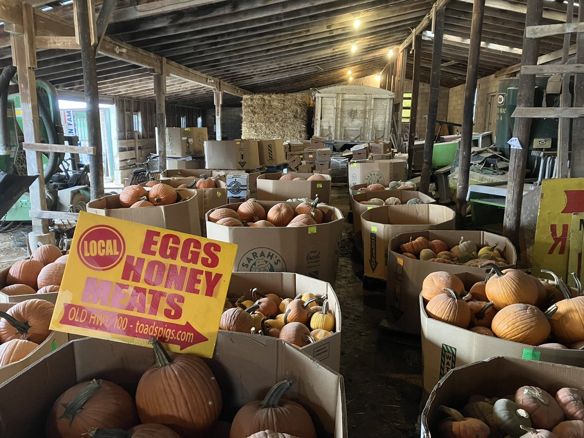 If you are looking for a large amount of pumpkins $100 per bin text me 314-791/6942 to schedule a pick up time #Halloween #pumpkin #pumpkinpatch