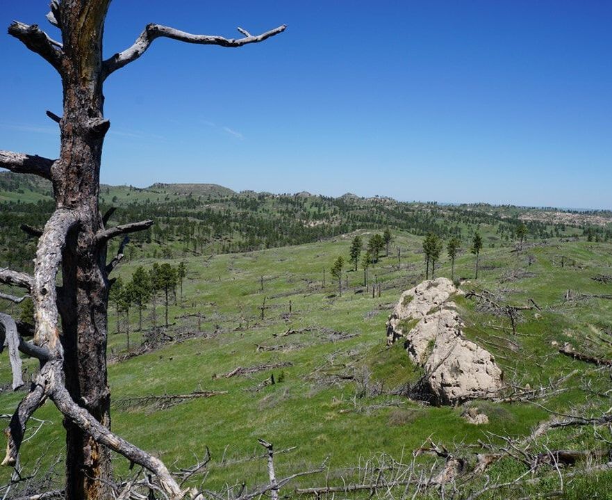 UFGameLab's tweet photo. #FireUniversity Ep32 Bighorn sheep and fire heterogeneity - Join @DrDisturbance &amp; @DonovanTori as they discuss the various roles of #fire dynamics across plant and animal communities and within spatio-temporal scales 👉https://t.co/VQmyskV8Nk
📸The Donovan Lab #fire #extension https://t.co/ic9PUyjMlA