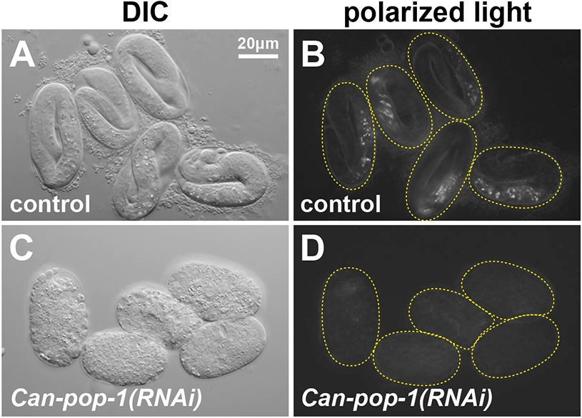preLights's tweet photo. The journey from preprint to paper: #postLights 🛣️

Check out these #postLights from the #preLighter @EthanEwe and #HandlingEditor @sarur2 sharing their thoughts on a #preprint from the Maduro lab @UCRiverside and its route to publication in @Dev_journal.

https://t.co/189QBLL1dJ https://t.co/WWKyq3FXci