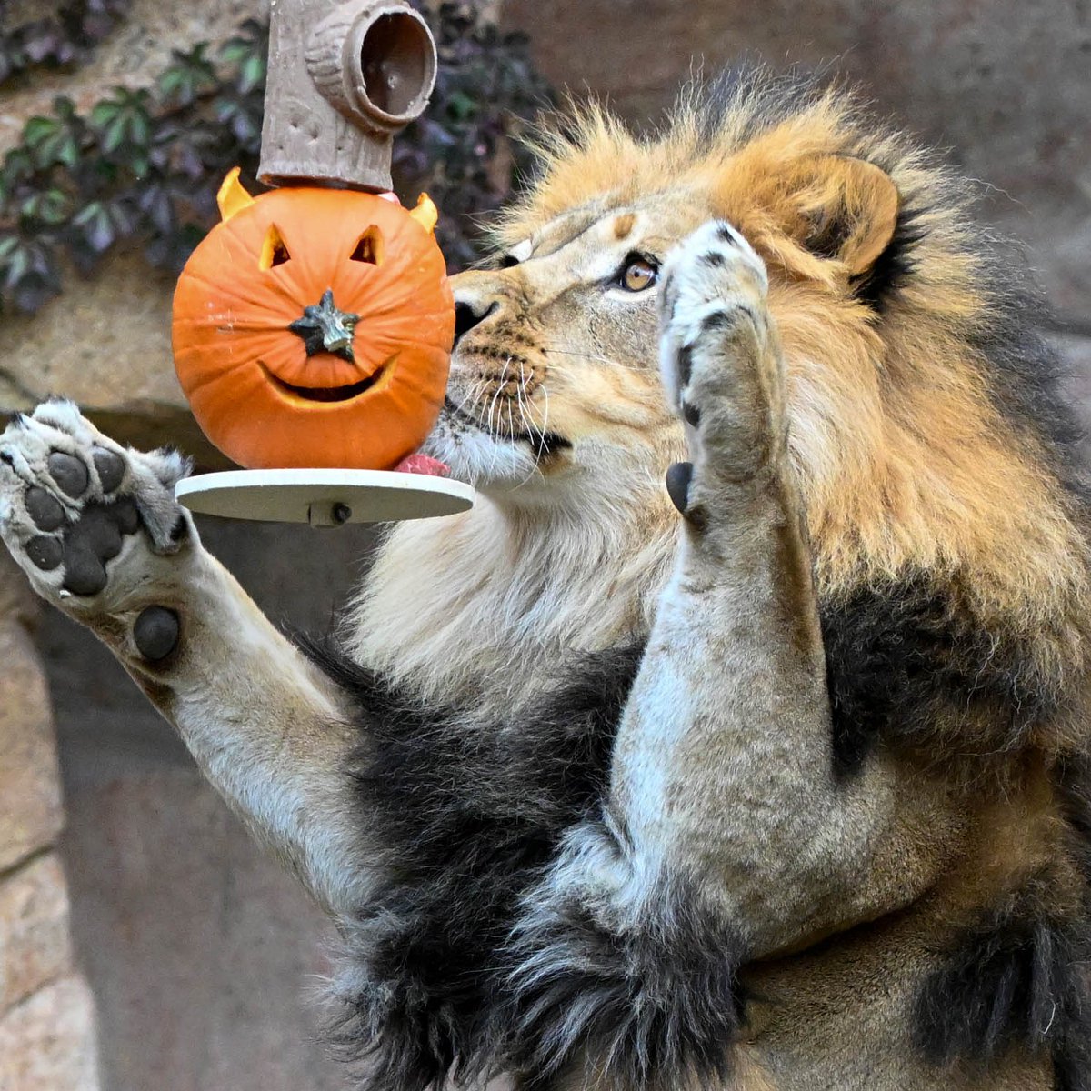 brookfield_zoo's tweet photo. All your friends at Brookfield Zoo wish you a Happy Halloween! 🎃 #happyhalloween #pumpkins #brookfieldzoo https://t.co/bt93FUSsmW