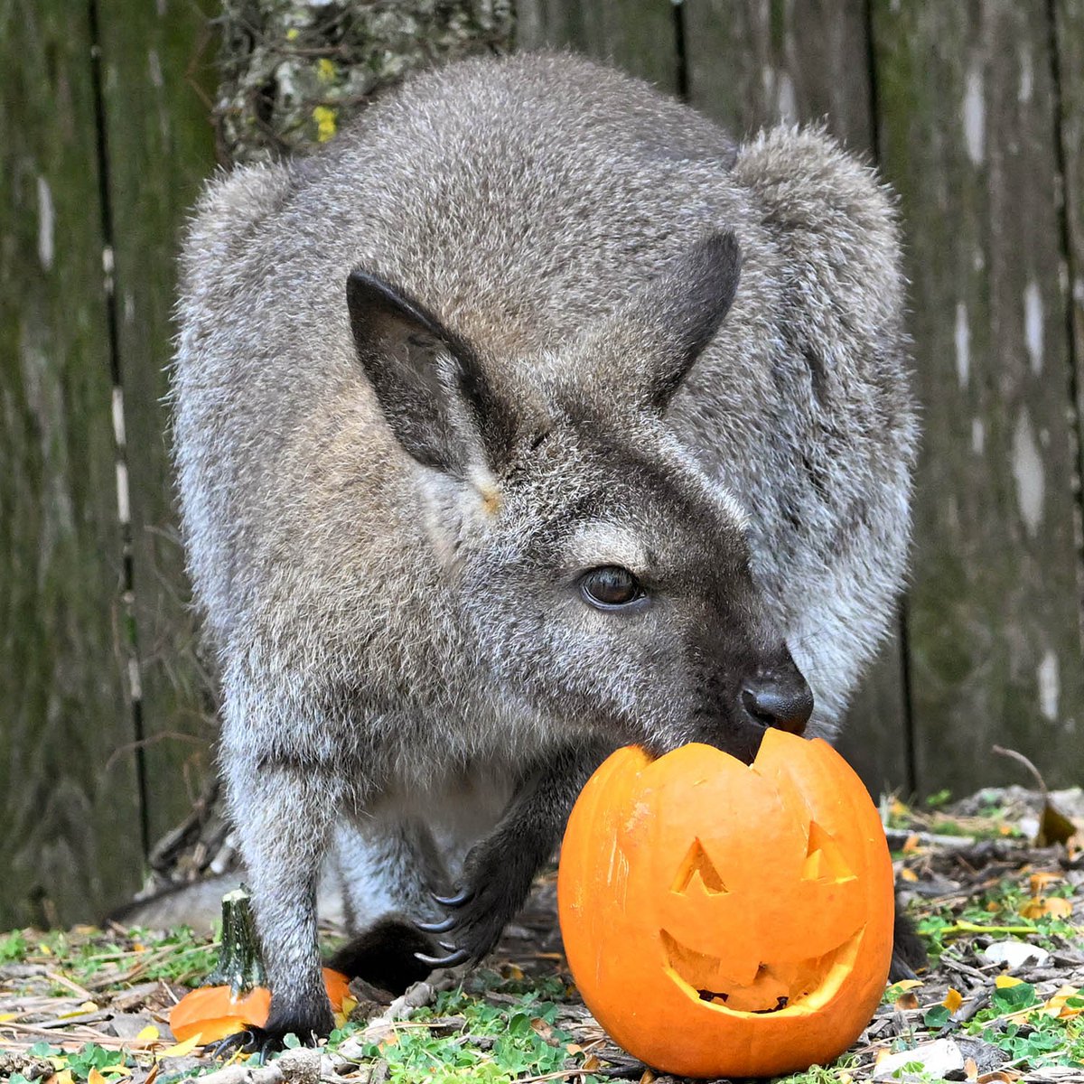 brookfield_zoo's tweet photo. All your friends at Brookfield Zoo wish you a Happy Halloween! 🎃 #happyhalloween #pumpkins #brookfieldzoo https://t.co/bt93FUSsmW