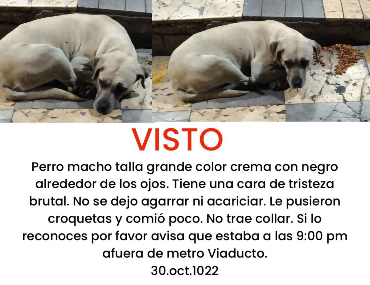 @CaraDeChango00 @TodosSomosAzcap @VecinosAzc @perrososmx @PpEncontradosMx @PrrosPerdidosMX Se parece al que estan buscando. No sera ??