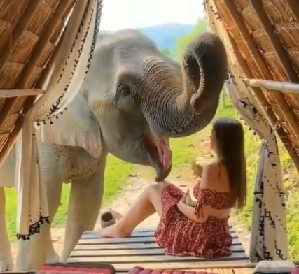 CarlodeBlasio1's tweet photo. Il bacio impossibile. #FriendlyAnimals https://t.co/llMx5r3Qx2