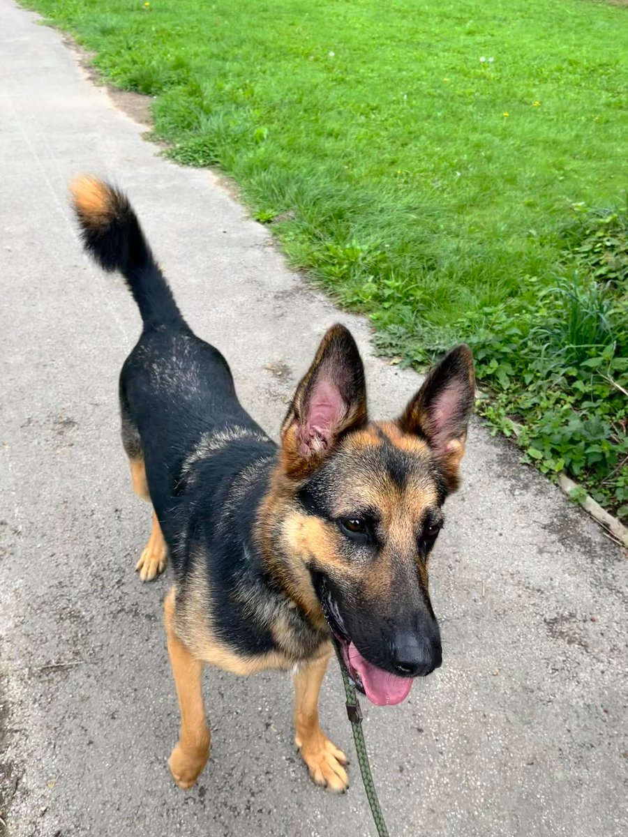 gsrescueelite's tweet photo. Arlo is 2yrs old and this boy needs a very special home, No kids or other pets, preferably a single person in a quiet home and exp of living with a very protective dog, yes we believe in Miracles 
#dogs #GermanShepherd #Notts 
https://t.co/EaxgtxHlbF https://t.co/dkk51sxd0M