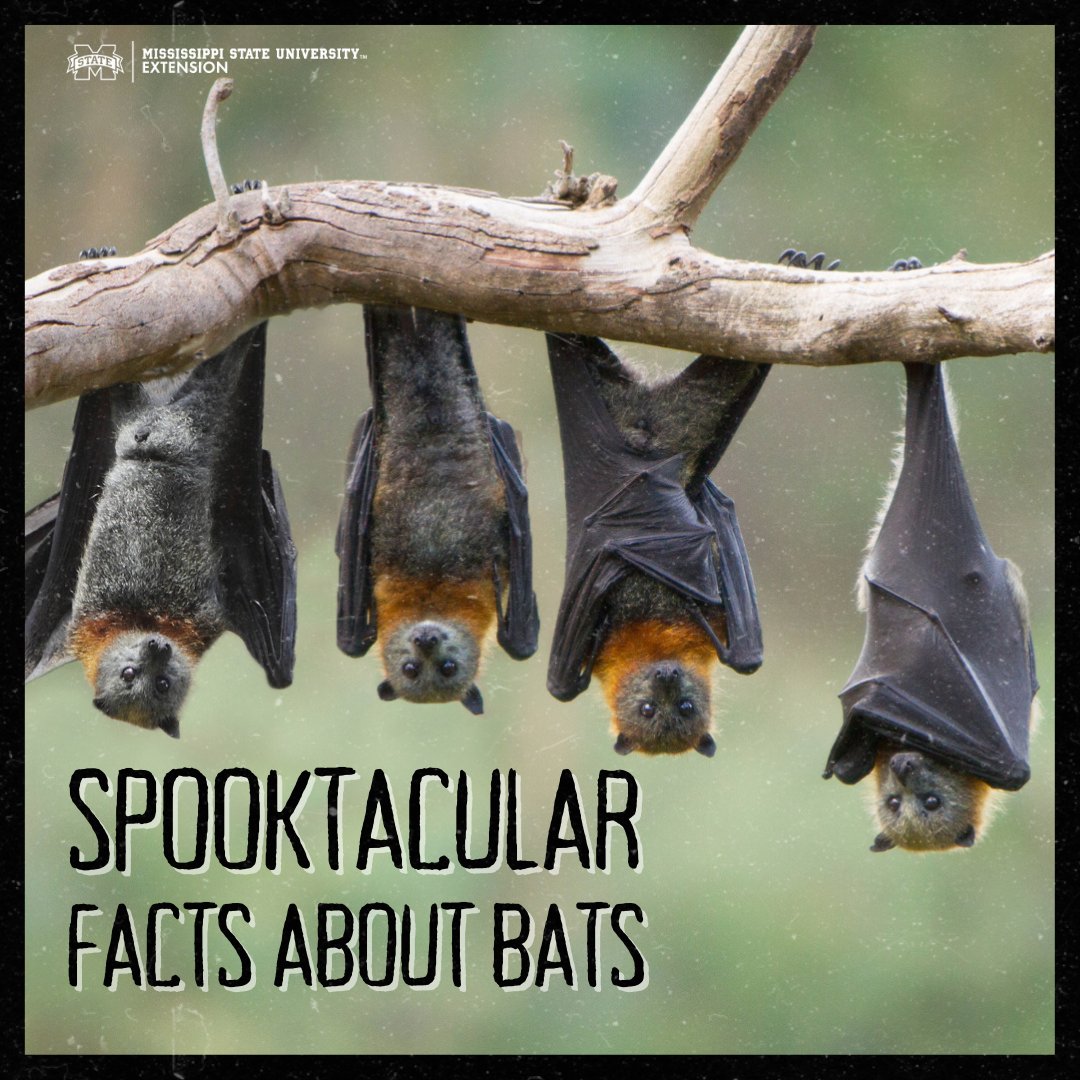 susan_csmith's tweet image. Bats might seem spooky, but they're really not. 

They are critical to our ecosystem. Get the facts about these amazing creatures on the #ExtensionForRealLife blog: bit.ly/3DMRw9H 

#MSUext #LearnWithExtension