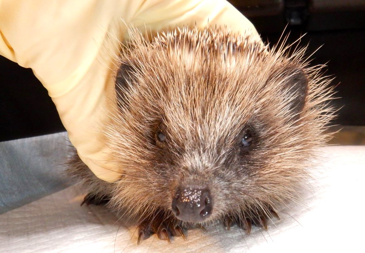 Darling little Ned Looks so much better now. His eyes are clear and his skin is recovering and his feet are all mended. He's still a tiny little hog for his age, but he's growing and gaining daily, and is full of energy and curiosity - exactly how a healthy little hog should be.