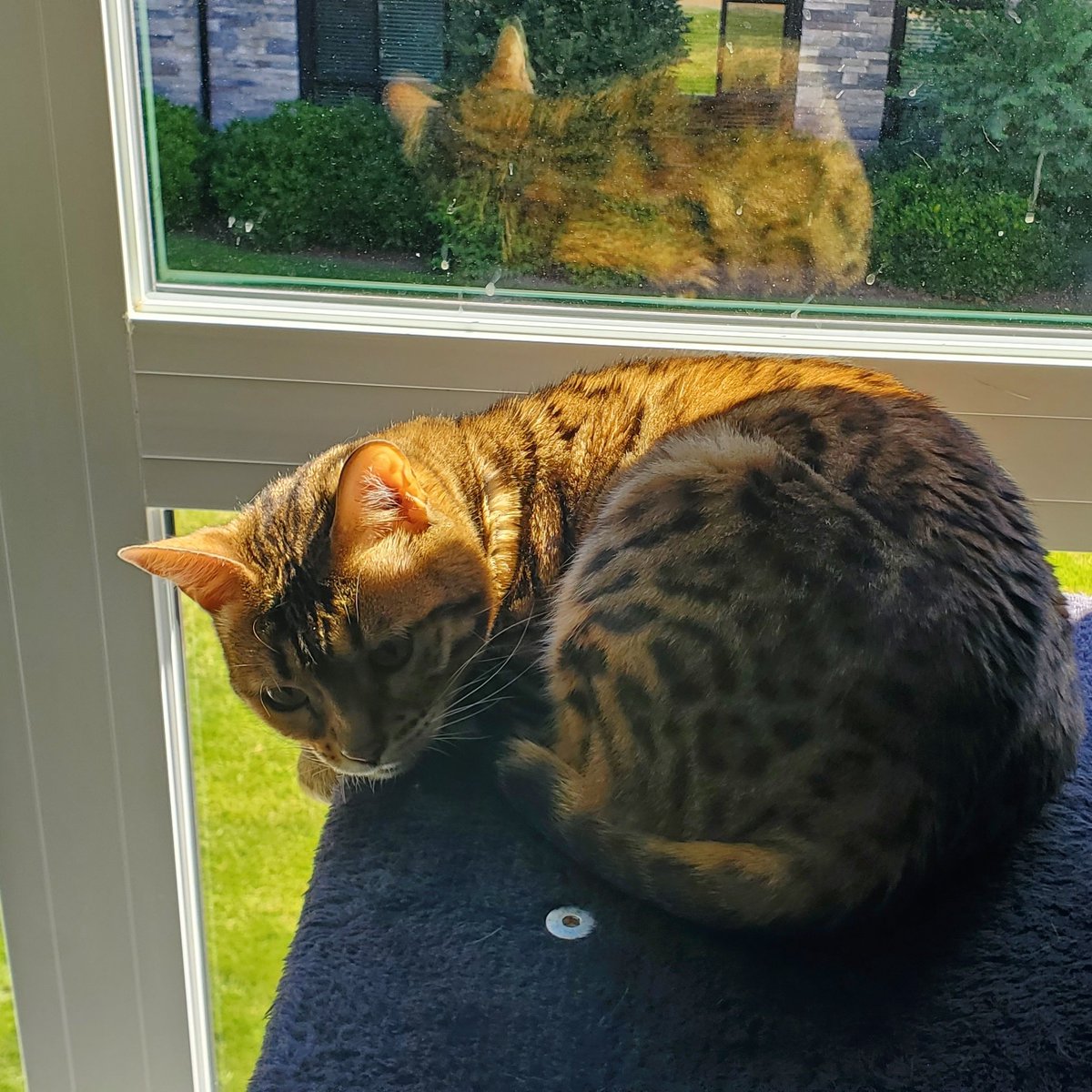 GregbChef's tweet image. #NewProfilePic