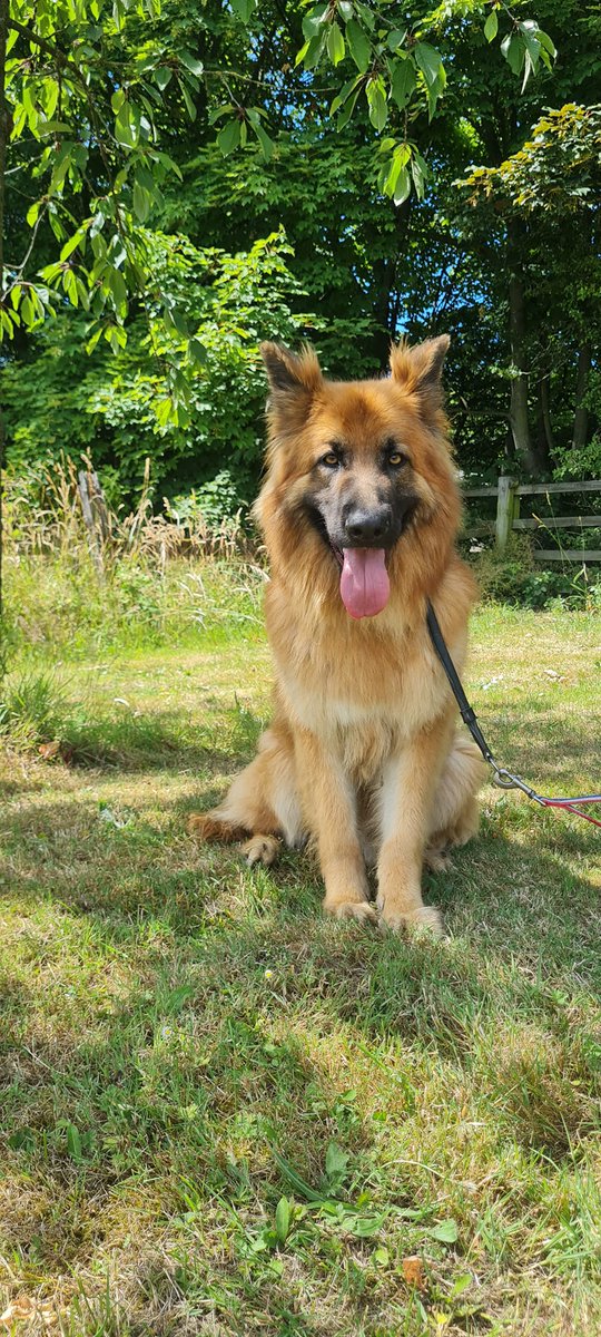 gsrescueelite's tweet photo. Oakley is just 2yrs old and he is looking for a child and pet free home, Oakley does have nervous aggression and any home will need to have exp of this issue and build on our training and guidance
#dogs #GermanShepherd #Notts
https://t.co/4TcbVwb2qg https://t.co/MoD24y72XT