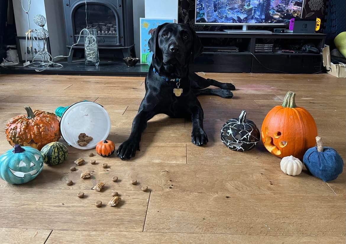 GDmidsandeast's tweet photo. 🎃🕸️ #HappyHalloween from black Labrador Mary, who is in advanced training! https://t.co/G6ujwhWTD7