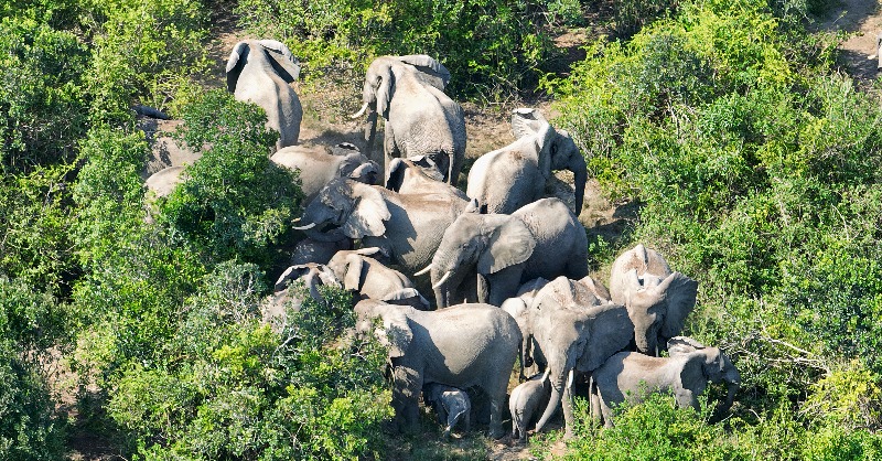 Virunga National Park tweet media