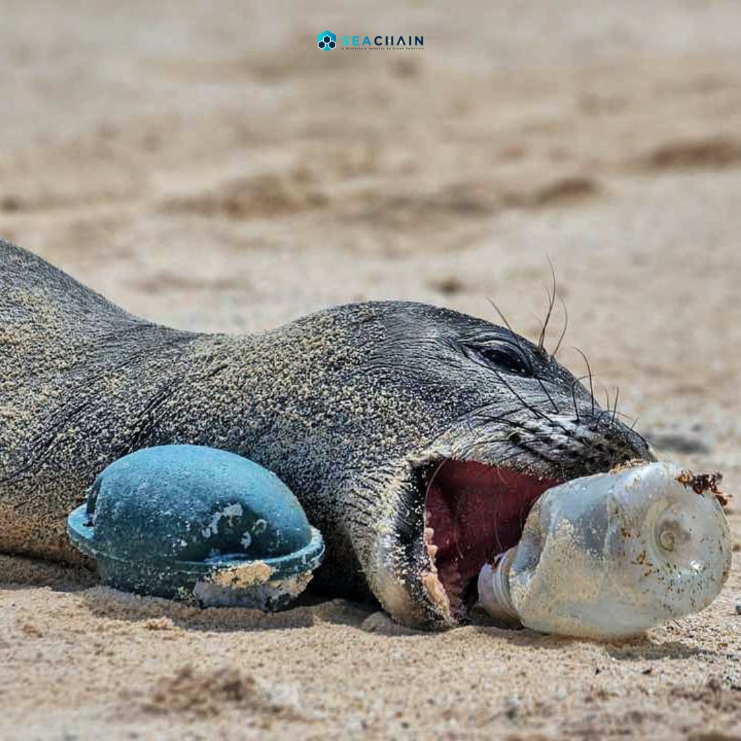 About 11 million tons of plastic ends up in the oceans each year! The pollution in the waters is responsible for a chain catastrophe affecting marine animals that can die by ingesting the microplastics and suffocating.