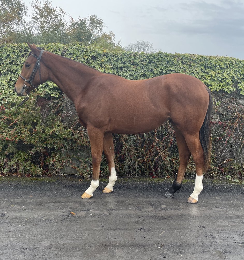 jheavey92's tweet photo. Easy moving Elzaam filly lot 276 https://t.co/o2GWYyGVLq