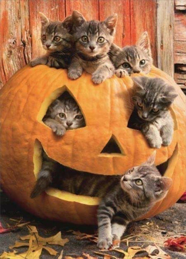 StevenJTingus's tweet photo. Happy Halloween!!!  🎃 https://t.co/iDP200t28D