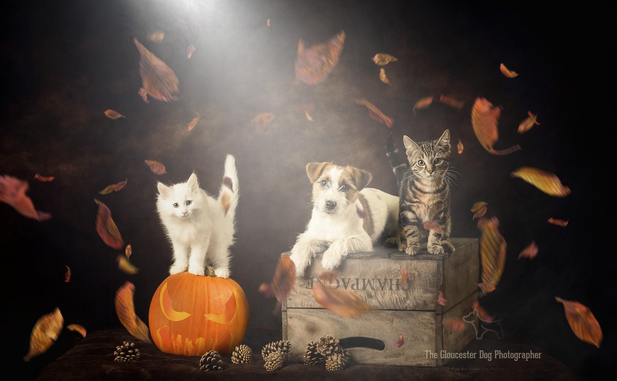 Happy #Halloween from all at the studio
<a href="/TheGoodDogGuide/">The Good Dog Guide</a>