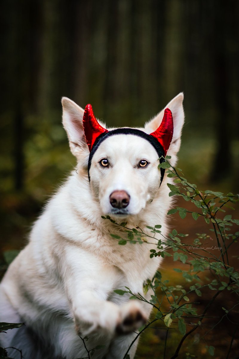 Happy Howl-o-ween, fiends 🔥
#HappyHalloween #Howloween #LittleDevil