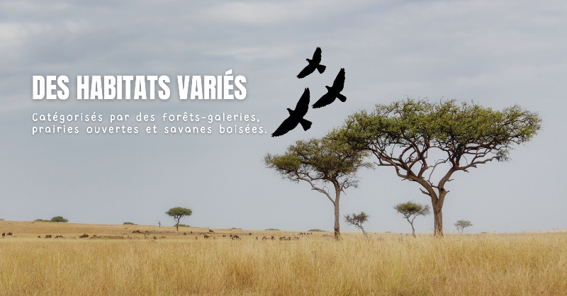 Un troupeau d'éléphants de la vallée d'Ishasha, une vaste zone de savane, proche du sud-est du lac Édouard, qui chevauche le Parc National des Virunga et le Parc National Queen Elizabeth dans l'ouest de l'Ouganda. C'est l'un des endroits les plus riches en biodiversité sur Terre.