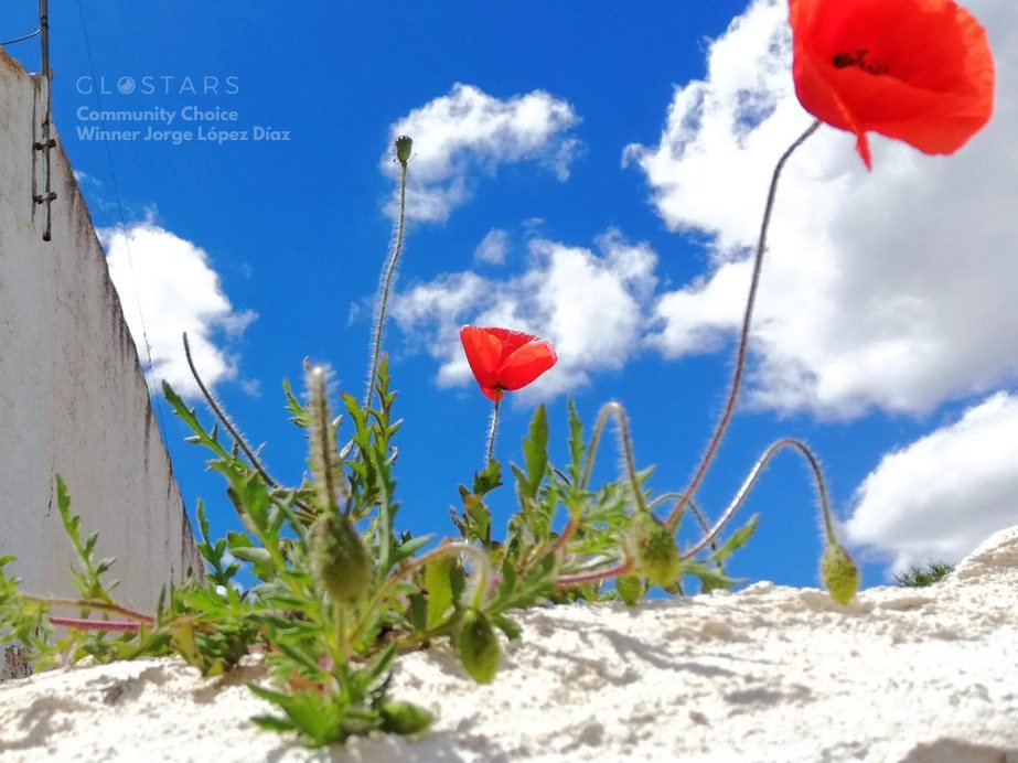 "These poppies grew on the top of a wall and were too red under that very, very blue sky, so I couldn't resist shot them." - <a href="/jorge_lopezdiaz/">Jorge López Díaz (buscame también en Bluesky)</a>, #glostars photo contest winner💙

Share your #photography story on bit.ly/welcome-to-glo…