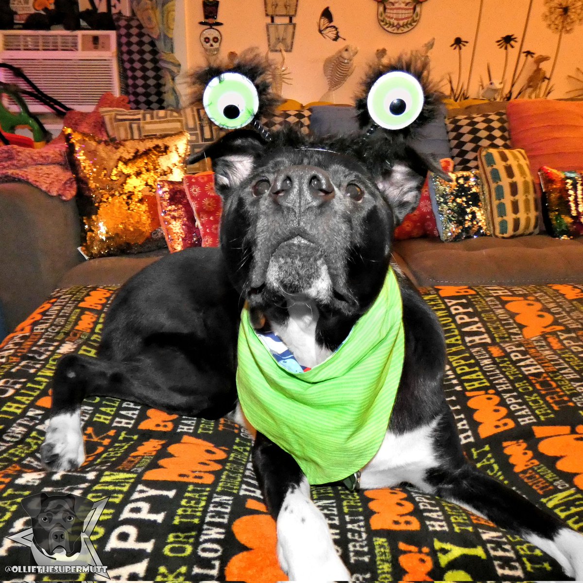 Happy Halloween! 🎃👻🦇💀 I hope you have a howling good time today! I'll be watching you! 👀👀
.
-🐶-
.
#dogsoftwitter #dogsofinstagram #Twitterdogs #Halloween #HalloweenHavoc #halloweencostume #HALLOWEENPARTY #halloween2022