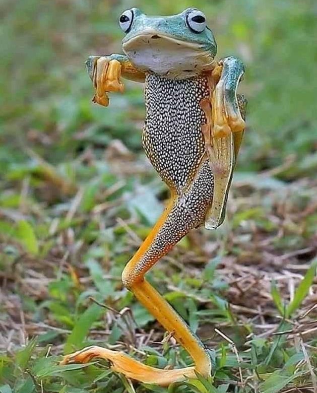 Kung Fu Froggy