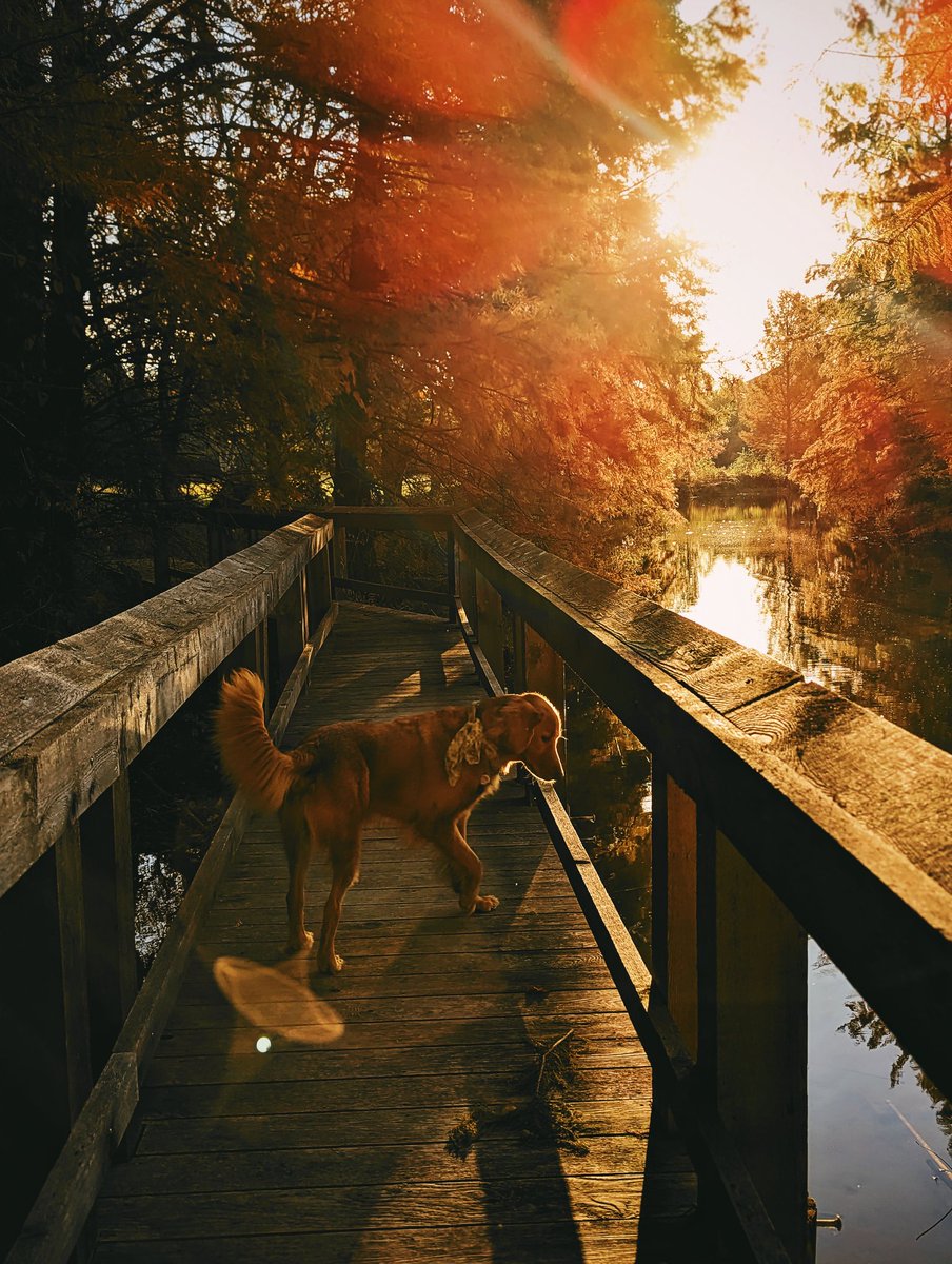 Good Morning ✨#twitterdogcommunity 
#goldenhour #goldenretriever