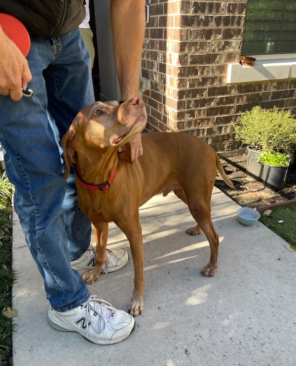 WorldPetTravel's tweet image. #WorldPetTravel #PetTravel #PetMove #Dogs DogLovers #NewHome #Travel #Animals #Love #HappyHome #MyPerson #FurKids #PetRelocation 

Meet the gorgeous an dwell behaved Bentley – He is flying from Dallas DFW today to Madrid to his new home. All the best Bentley!!