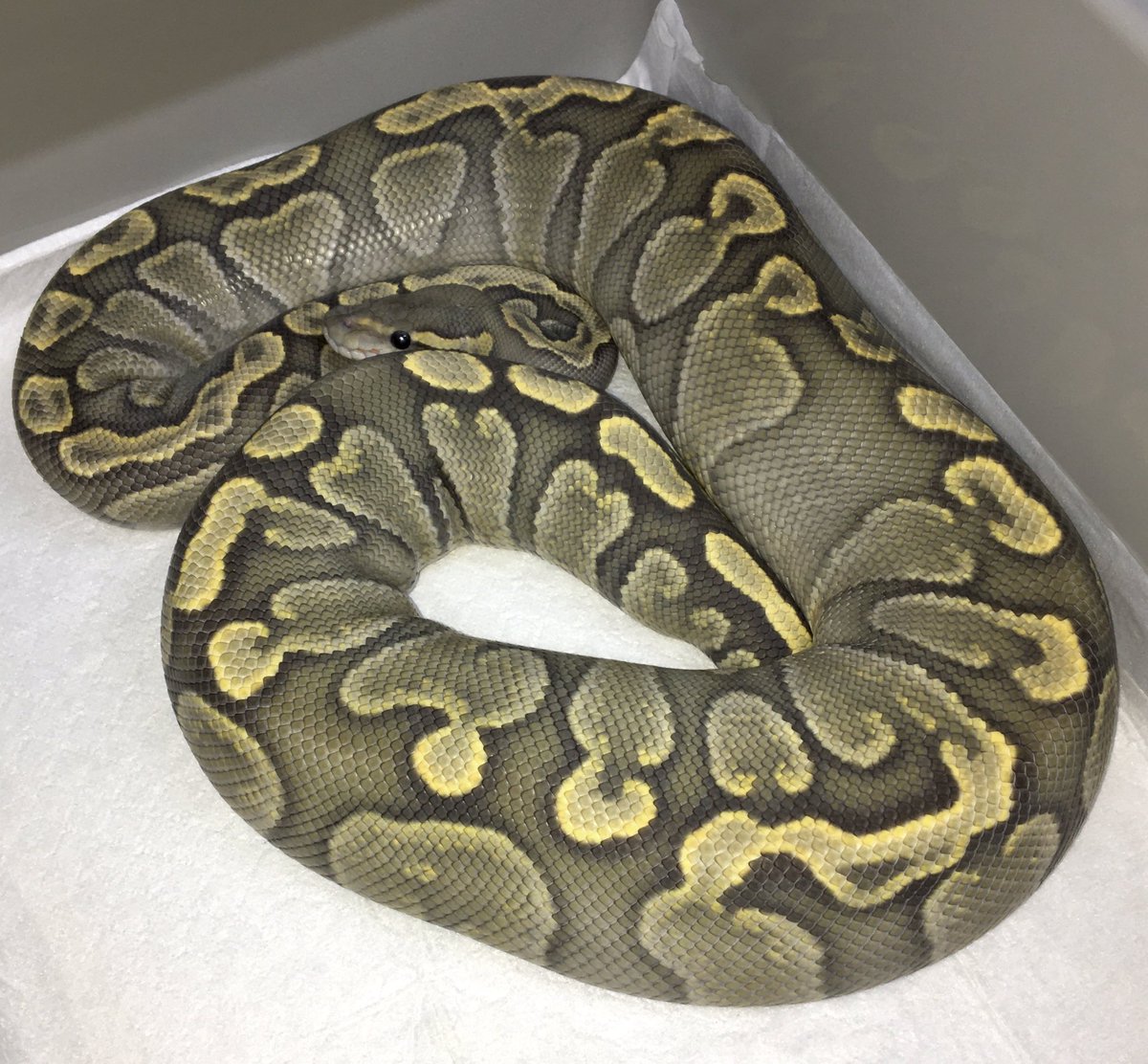 1993_pon's tweet photo. Happy Halloween 🕸

#sugrehigh
#ballpython
#GHI👻 https://t.co/lxJTU0apoU