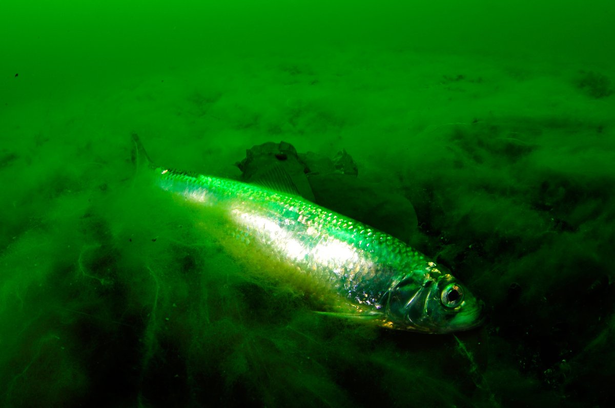 OceanaEurope's tweet photo. Scientists @ICES_ASC have advised zero catch for this stock since 2020, and a monitoring #TAC has been set at 869 t since then. However, stock abundance is so low that the estimated catch for this stock has been even well below this TAC. #RespectTheLimit. https://t.co/wEq9tRf0NE
