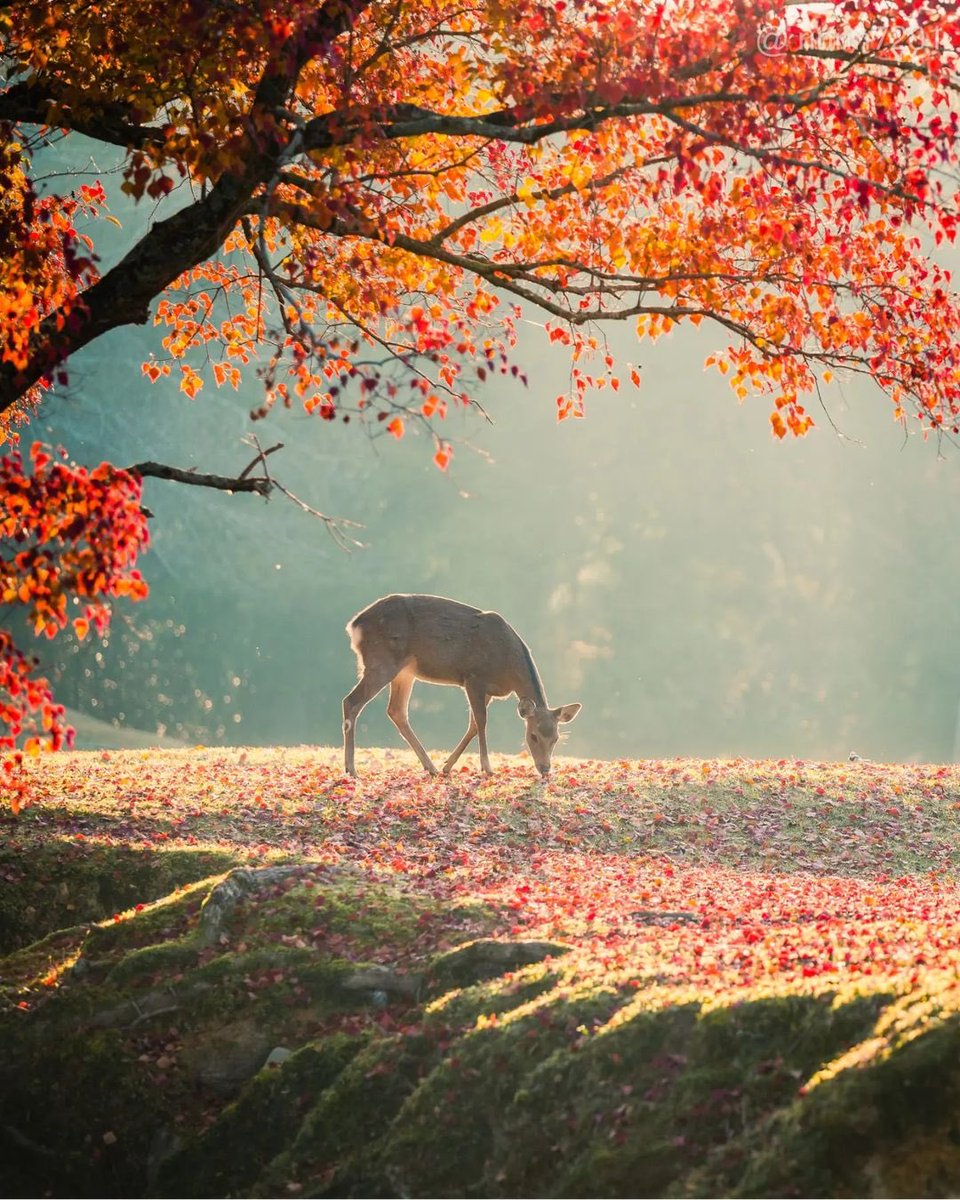 Discover Earth tweet media