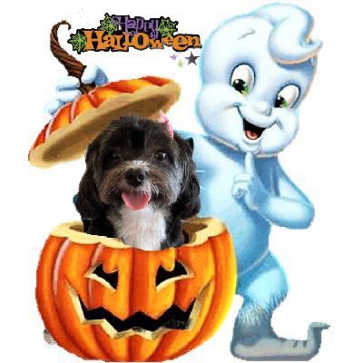 Have a bootiful day! 👻🎃🍂🍁 #ZsHalloweenFair #ZsParade #ZSHQ #Halloween2022 #Halloween #dogs #DogsOnTwitter #dogsoftwitter
