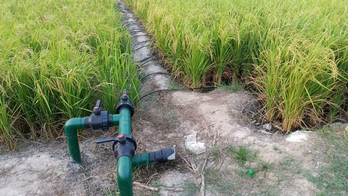 NimbusPipesLtd's tweet photo. In an initiative by #MICADA #Haryana, we installed more than 60 acre #drip irrigation system in #transplanted and #DSR planted #Rice crop. Results are encouraging and looking for scaling of these initiative towards sustainability
#PDMC #Horticulture #nimbus #agriculture #growers https://t.co/XgE8Q5577A