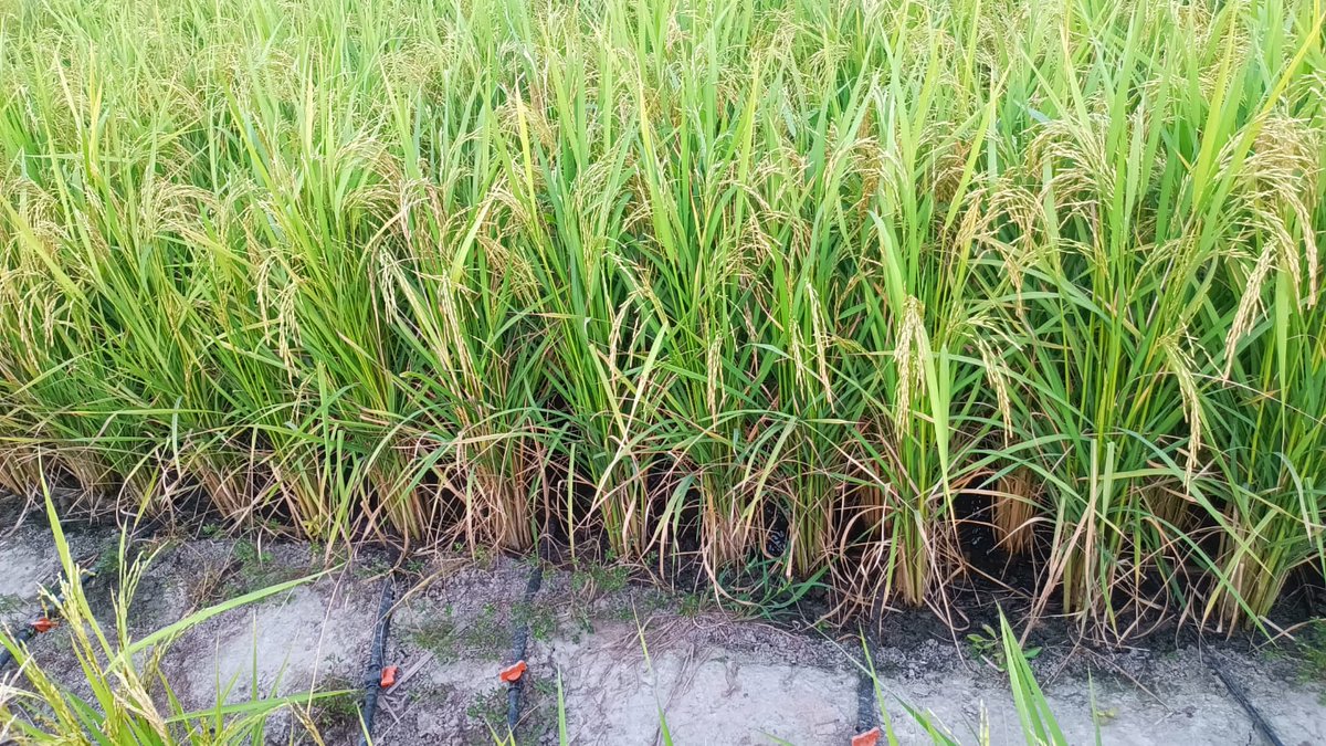 NimbusPipesLtd's tweet photo. In an initiative by #MICADA #Haryana, we installed more than 60 acre #drip irrigation system in #transplanted and #DSR planted #Rice crop. Results are encouraging and looking for scaling of these initiative towards sustainability
#PDMC #Horticulture #nimbus #agriculture #growers https://t.co/XgE8Q5577A