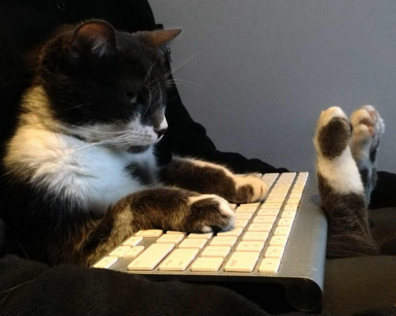 CatWorkers's tweet photo. https://t.co/HBa8UvByPq