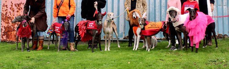 GreyhoundRobert's tweet photo. Happy #Halloween from the Rescue Hound Pack! 🥰
Decked out in spooky and silly costumes to spread some smiles as well as awareness this Halloween Weekend! Showing off just how sweet greyhounds really are 💕
#Howloween #TwitterHounds #HoundsofTwitter #Rescuednotretired https://t.co/9FSMgAUkDt