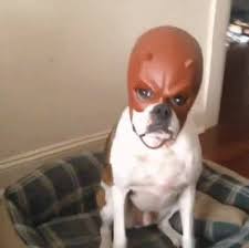 holloh's tweet photo. @offentlichehure @soycrisdelageto How man's felt after typing that https://t.co/L7PiIuTYax