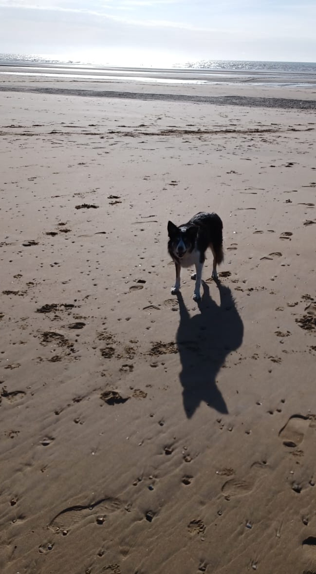 PepperBorder's tweet photo. On the beach at Camber Sands this morning, its a lovely day 😍 
@BCTGB #bordercollie https://t.co/ONhLdKfu4b