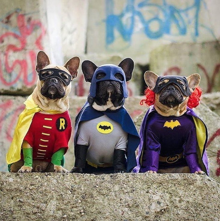 Batdogs!!!