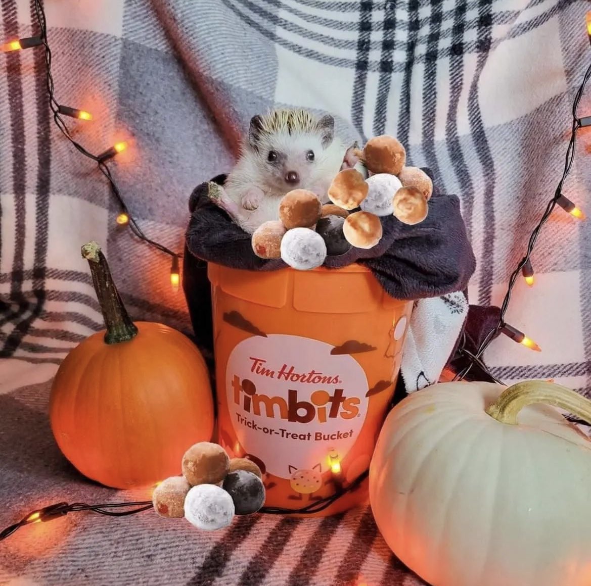 daily__hedgehog's tweet photo. Monday 31st October, 2022 https://t.co/zGaqpL4AVu