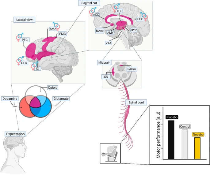 The reward for placebos: mechanisms underpinning placebo-induced effects on motor performance. An invited review by @CayqueSEP @juliocesario_ @FJHettinga @safspires @GEPsEUSP #placebo #nocebo #fatigue #sex rdcu.be/cYDmM