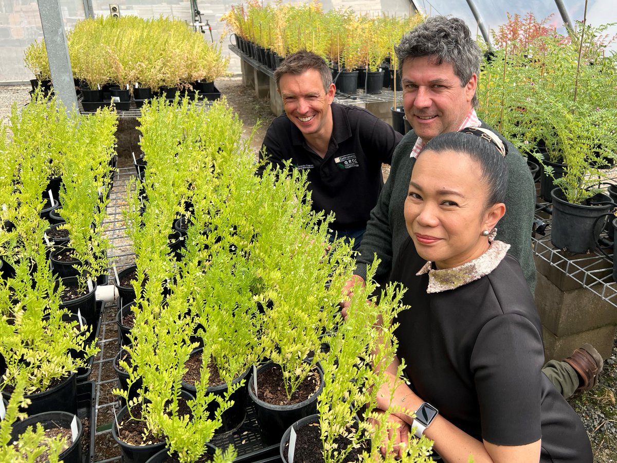 Australian researchers have discovered a gene in the fungal pathogen causing #ascochytablight that triggers disease resistance in #lentils @theCCDM @SA_PIRSA 📷 CCDM Read more: bit.ly/3DMnWkH