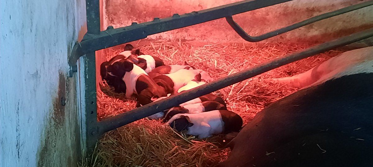 Thanks to Olive [Mum] we have 10 lovely new pigs in the Dear Barn <a href="/HMPESuttonPark/">HMPEastSuttonPark</a> .