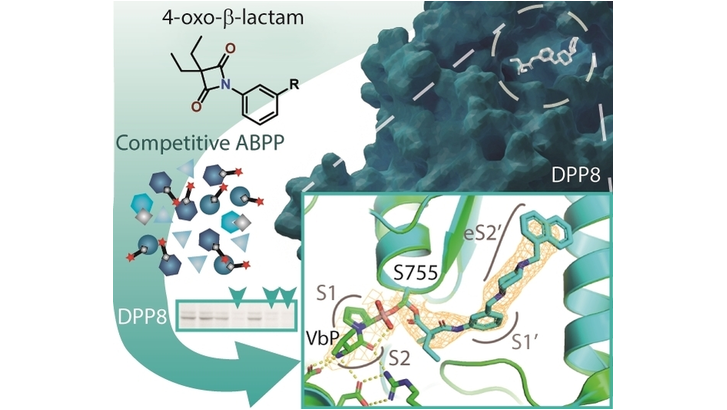 Chemoproteomics-Enabled Identification of 4-Oxo-beta-Lactams as Inhibitors of Dipeptidyl Peptidases 8 and 9 (Moreira) @luis_mcarvalho @RuiMoreira_UL @iMedULisboa @scrippsresearch @Ruth_G_F #openaccess onlinelibrary.wiley.com/doi/10.1002/an…